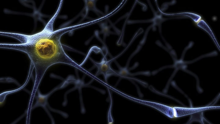 Le plus grand et le plus solide des études révèle 15 facteurs augmentant le risque de démence précoce 5 Cerveau