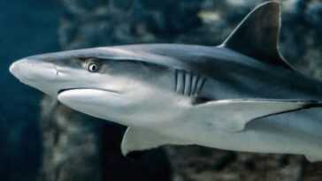 Hawaï Interdit Définitivement La Pêche à Toutes Les Espèces De