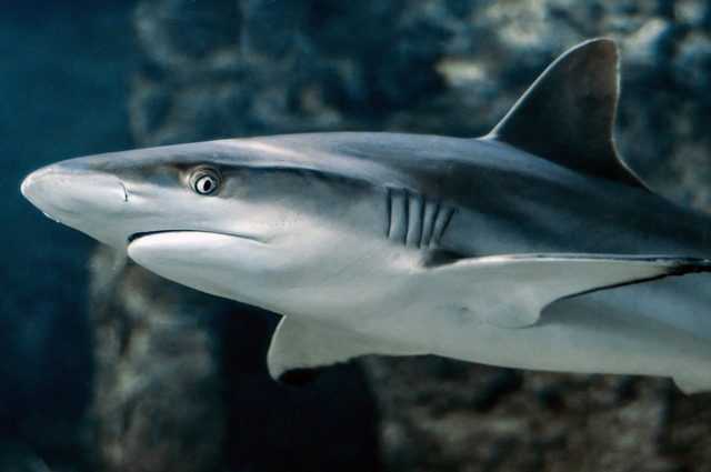 Hawaï interdit définitivement la pêche à toutes les espèces de requins 1 Hawaï Interdit Définitivement La Pêche à Toutes Les Espèces De