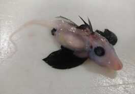 Jeune Et Rare Spécimen De Requin Fantôme Récupéré Au Large