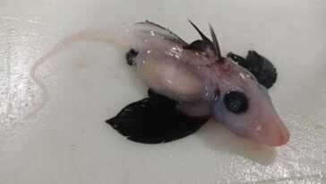 Jeune Et Rare Spécimen De Requin Fantôme Récupéré Au Large