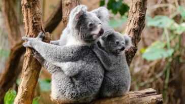 L'australie Déclare Officiellement Les Koalas En Danger D'extinction : Plan