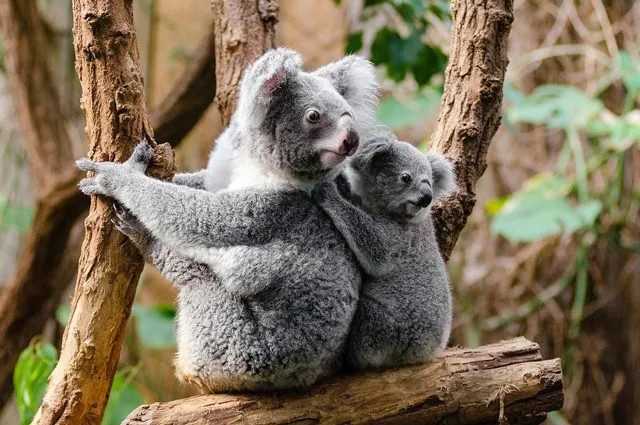 L'Australie déclare officiellement les koalas en danger d'extinction : plan national pour les sauver 1 L'australie Déclare Officiellement Les Koalas En Danger D'extinction : Plan