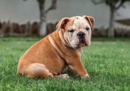 La Norvège A Interdit L'élevage De Chiens Brachycéphales : Ils