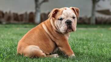 La Norvège A Interdit L'élevage De Chiens Brachycéphales : Ils