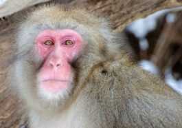 La Femelle Macaque Renverse Le Mâle Alpha Et Devient Le