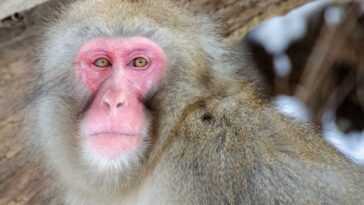 La Femelle Macaque Renverse Le Mâle Alpha Et Devient Le