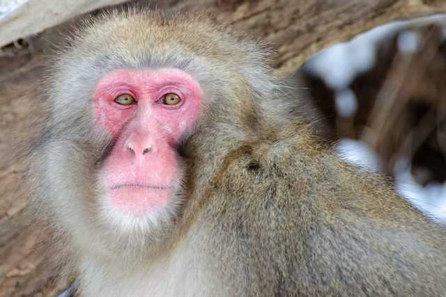 La femelle macaque renverse le mâle Alpha et devient le chef de 677 singes, mais son royaume risque 1 La Femelle Macaque Renverse Le Mâle Alpha Et Devient Le
