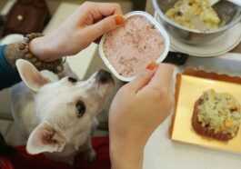 La Viande Synthétique Pourrait Devenir De La Nourriture Pour Chiens