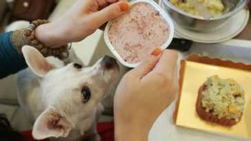La Viande Synthétique Pourrait Devenir De La Nourriture Pour Chiens