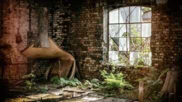L'adaptation De La Série "the Last Of Us" De Hbo