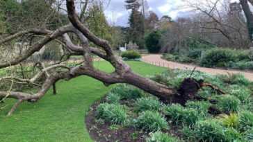L'arbre "la Pomme De Newton" A été Abattu Par La