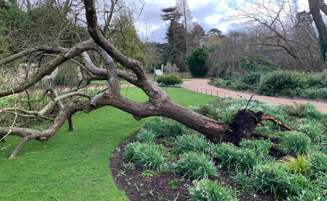 L'arbre "la pomme de Newton" a été abattu par la tempête Eunice 4 L'arbre "la Pomme De Newton" A été Abattu Par La