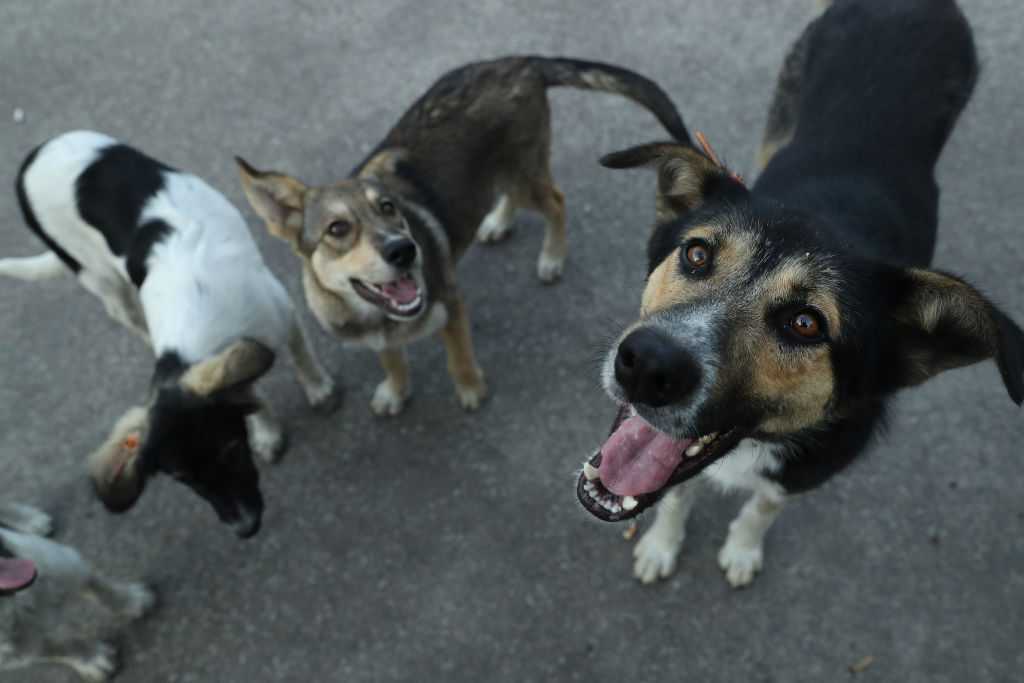 Le Viagra Peut Aider Les Chiens à Se Remettre D'un