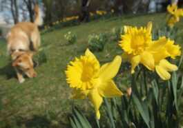 Le printemps toujours plus tôt : il pourrait arriver jusqu'à 10 jours plus tôt d'ici 2100 43 Le Printemps Toujours Plus Tôt : Il Pourrait Arriver Jusqu'à