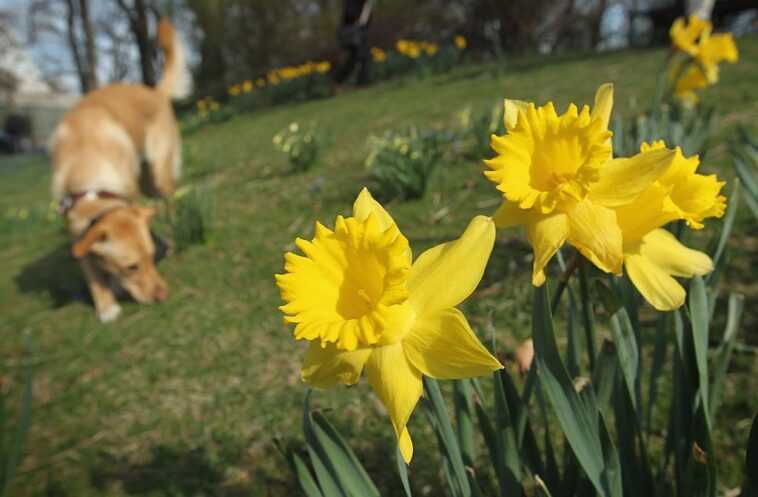 Le printemps toujours plus tôt : il pourrait arriver jusqu'à 10 jours plus tôt d'ici 2100 1 Le Printemps Toujours Plus Tôt : Il Pourrait Arriver Jusqu'à