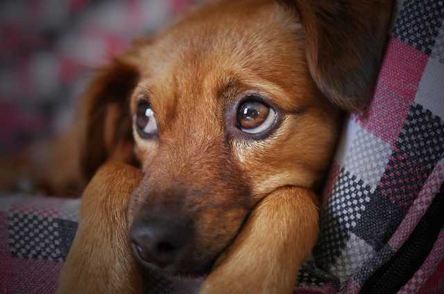 Les chiens souffrent lorsqu'ils perdent un ami à quatre pattes, révèle une étude italienne 1 Les Chiens Souffrent Lorsqu'ils Perdent Un Ami à Quatre Pattes,