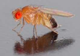 Les Moucherons Sont Plus Intelligents Qu'on Ne Le Pense