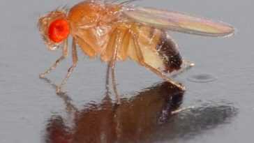 Les Moucherons Sont Plus Intelligents Qu'on Ne Le Pense