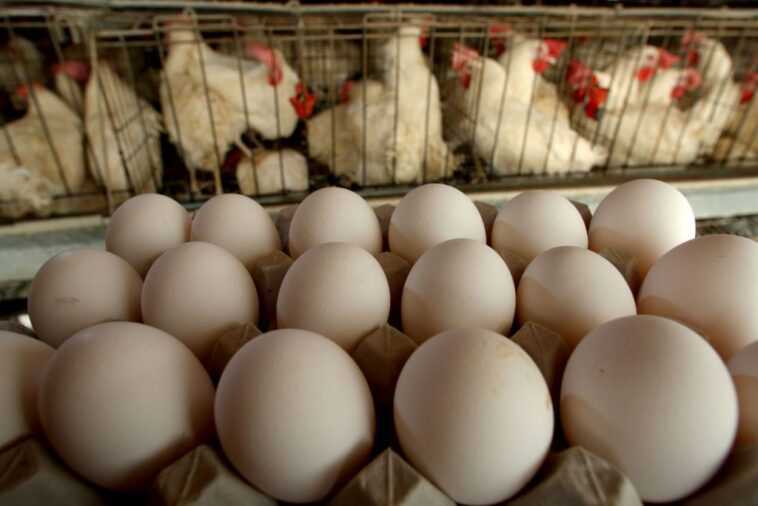 Les œufs cultivés en laboratoire peuvent nous faire dire adieu aux élevages de poulets 1 Les œufs Cultivés En Laboratoire Peuvent Nous Faire Dire Adieu