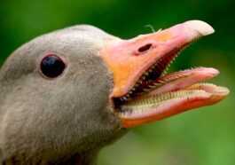 Les Oies Ont Elles Des Dents ? Voici Ce Que Sont