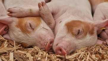 Les Porcs Et Les Sangliers "affectés" Ne Seront Pas Tués