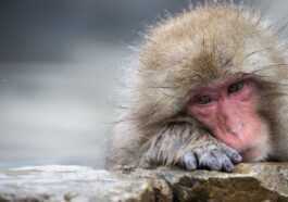 Les singes des expériences avec les puces d'Elon Musk dans le cerveau sont laissés pour souffrir et mourir 31 Les Singes Des Expériences Avec Les Puces D'elon Musk Dans