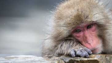 Les Singes Des Expériences Avec Les Puces D'elon Musk Dans