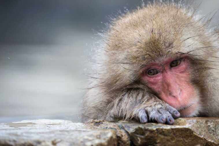 Les singes des expériences avec les puces d'Elon Musk dans le cerveau sont laissés pour souffrir et mourir 1 Les Singes Des Expériences Avec Les Puces D'elon Musk Dans