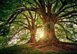 Sur Terre, Il Reste Plus De 9 000 Espèces D'arbres