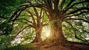 Sur Terre, Il Reste Plus De 9 000 Espèces D'arbres