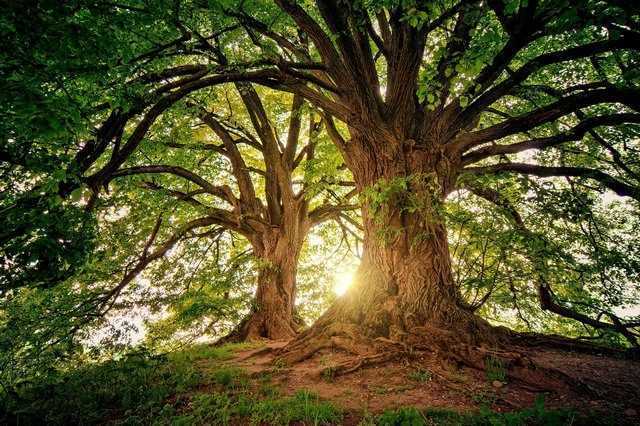Sur Terre, il reste plus de 9 000 espèces d'arbres à découvrir 1 Sur Terre, Il Reste Plus De 9 000 Espèces D'arbres