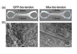 Tendons Fabriqués à Partir De Cellules Souches Humaines Cultivées En
