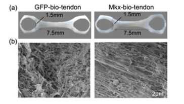 Tendons Fabriqués à Partir De Cellules Souches Humaines Cultivées En