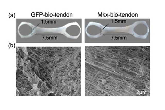 Tendons fabriqués à partir de cellules souches humaines cultivées en laboratoire : une thérapie révolutionnaire possible 1 Tendons Fabriqués à Partir De Cellules Souches Humaines Cultivées En