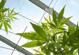 Un Composé Du Cannabis Protège Les Neurones De Deux Facteurs