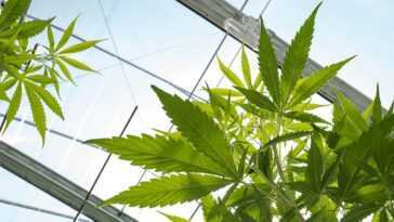 Un Composé Du Cannabis Protège Les Neurones De Deux Facteurs