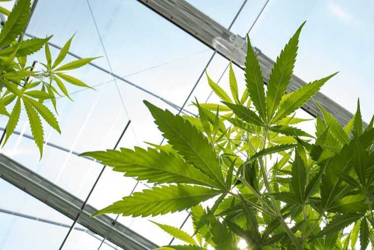 Un composé du cannabis protège les neurones de deux facteurs qui contribuent à la maladie d'Alzheimer 1 Un Composé Du Cannabis Protège Les Neurones De Deux Facteurs