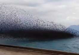 Une énorme Volée D'oiseaux Obscurcit Le Golfe De Corinthe En