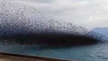 Une énorme Volée D'oiseaux Obscurcit Le Golfe De Corinthe En
