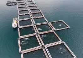 269 ​​dauphins Emprisonnés Au Japon Pour être Vendus à Des