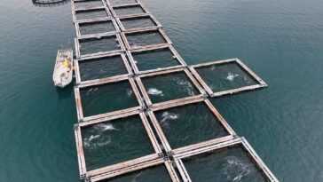 269 ​​dauphins Emprisonnés Au Japon Pour être Vendus à Des