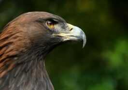 Aigle Royal Rare Et Protégé Tué Par Balle Dans La