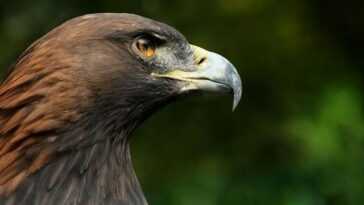 Aigle Royal Rare Et Protégé Tué Par Balle Dans La