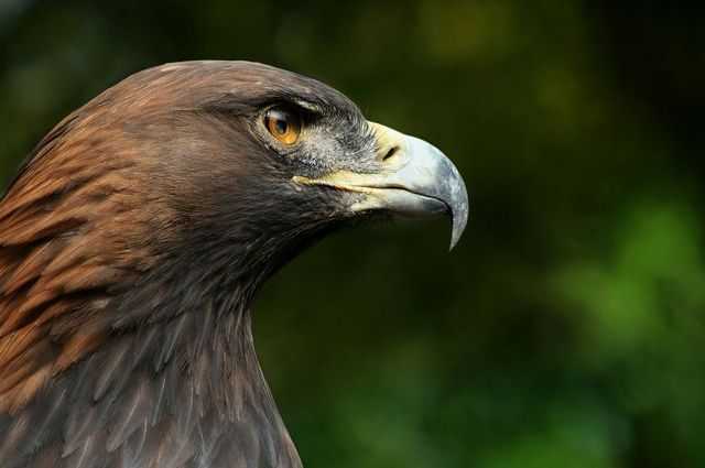Aigle royal rare et protégé tué par balle dans la province de Rome 1 Aigle Royal Rare Et Protégé Tué Par Balle Dans La