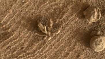 Le rover Curiosity a photographié une petite "fleur" sur Mars : qu'est-ce que c'est ? 15 Le Rover Curiosity A Photographié Une Petite "fleur" Sur Mars