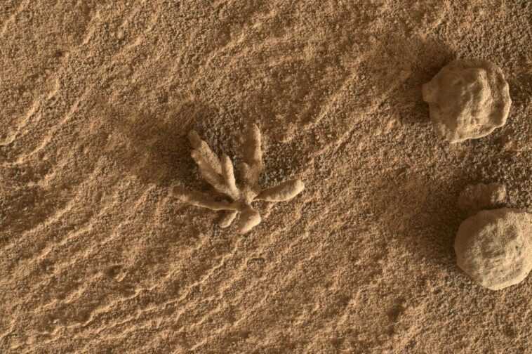 Le rover Curiosity a photographié une petite "fleur" sur Mars : qu'est-ce que c'est ? 1 Le Rover Curiosity A Photographié Une Petite "fleur" Sur Mars
