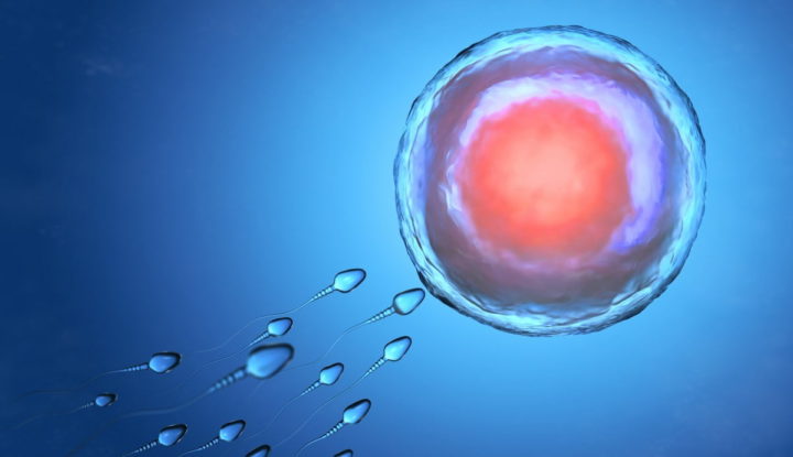 Naît le premier bébé conçu grâce à une technologie de fertilité révolutionnaire 3 Ovules