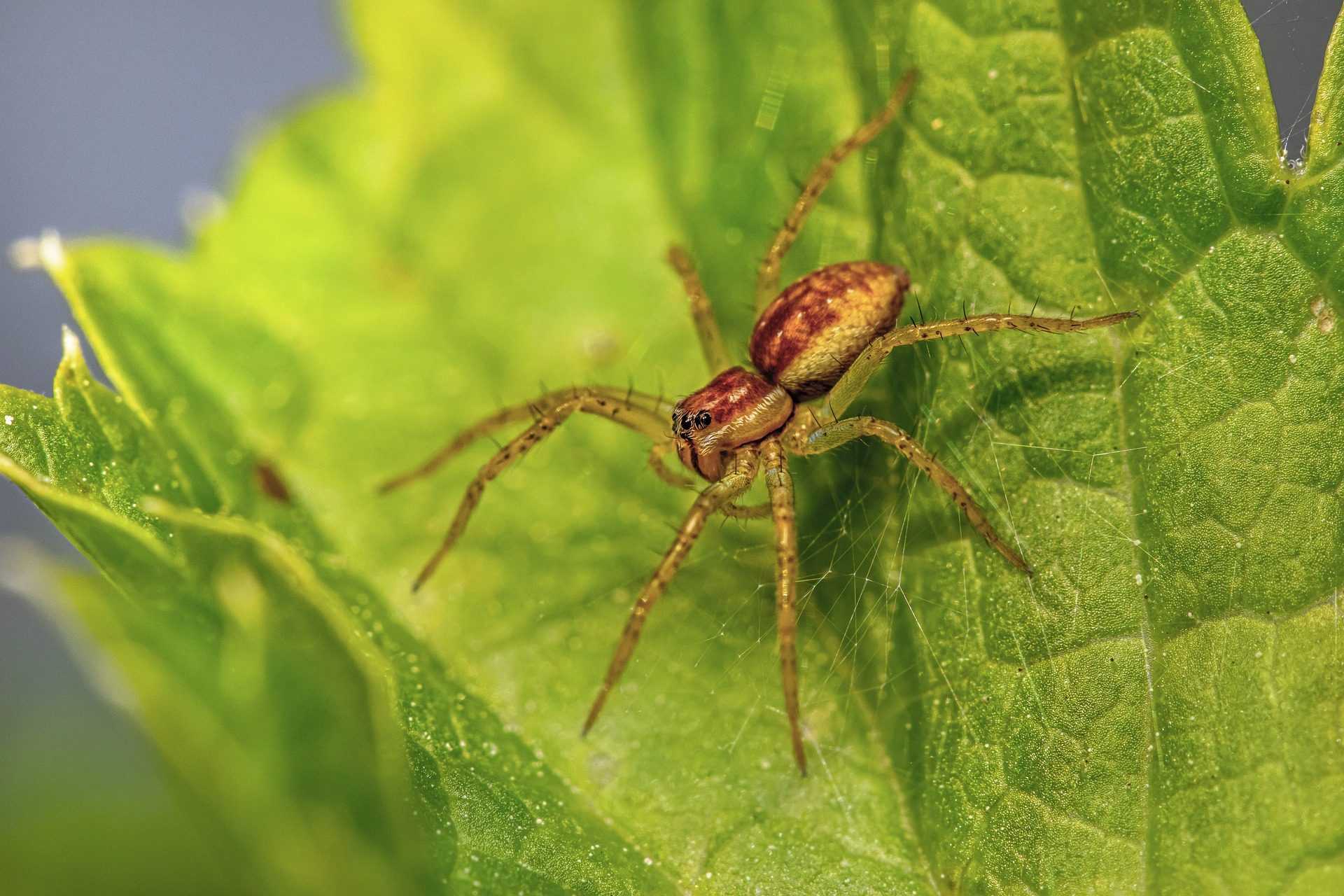 Les Araignées Peuvent Voler Grâce Aux Champs électriques Et Maintenant