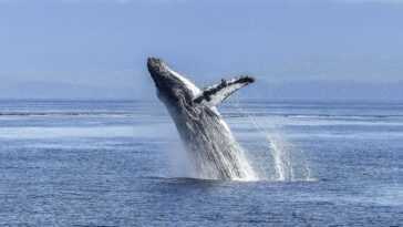 Les baleines à bosse retirées de la liste australienne des espèces menacées 12 Les Baleines à Bosse Retirées De La Liste Australienne Des